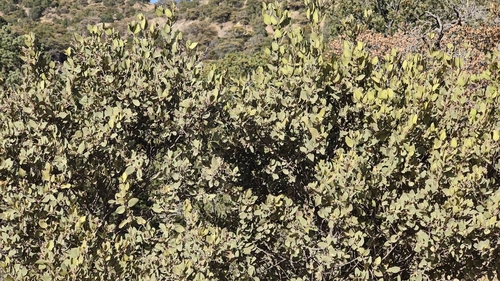 Image of Garrya wrightii by (c) Katherine Scott, some rights reserved (CC BY)