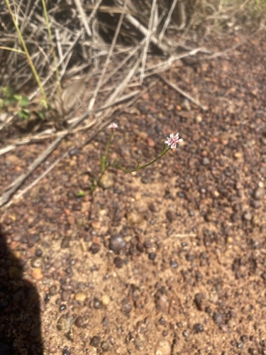 Ptilotus corymbosus observed 2025-02-22
