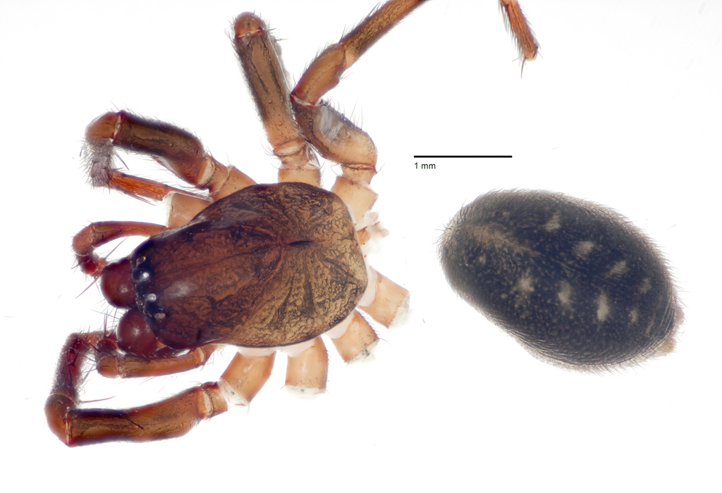 Cybaeus hummeli