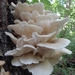 Oyster Mushrooms - Photo (c) yoshieslunchbox, some rights reserved (CC BY-NC), uploaded by yoshieslunchbox