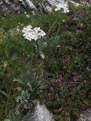 Achillea clavennae