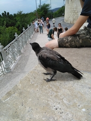Corvus cornix