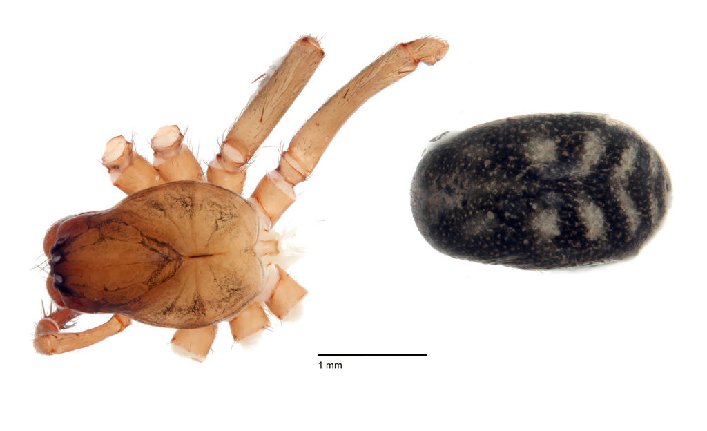 Cybaeus torosus