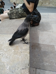 Corvus cornix