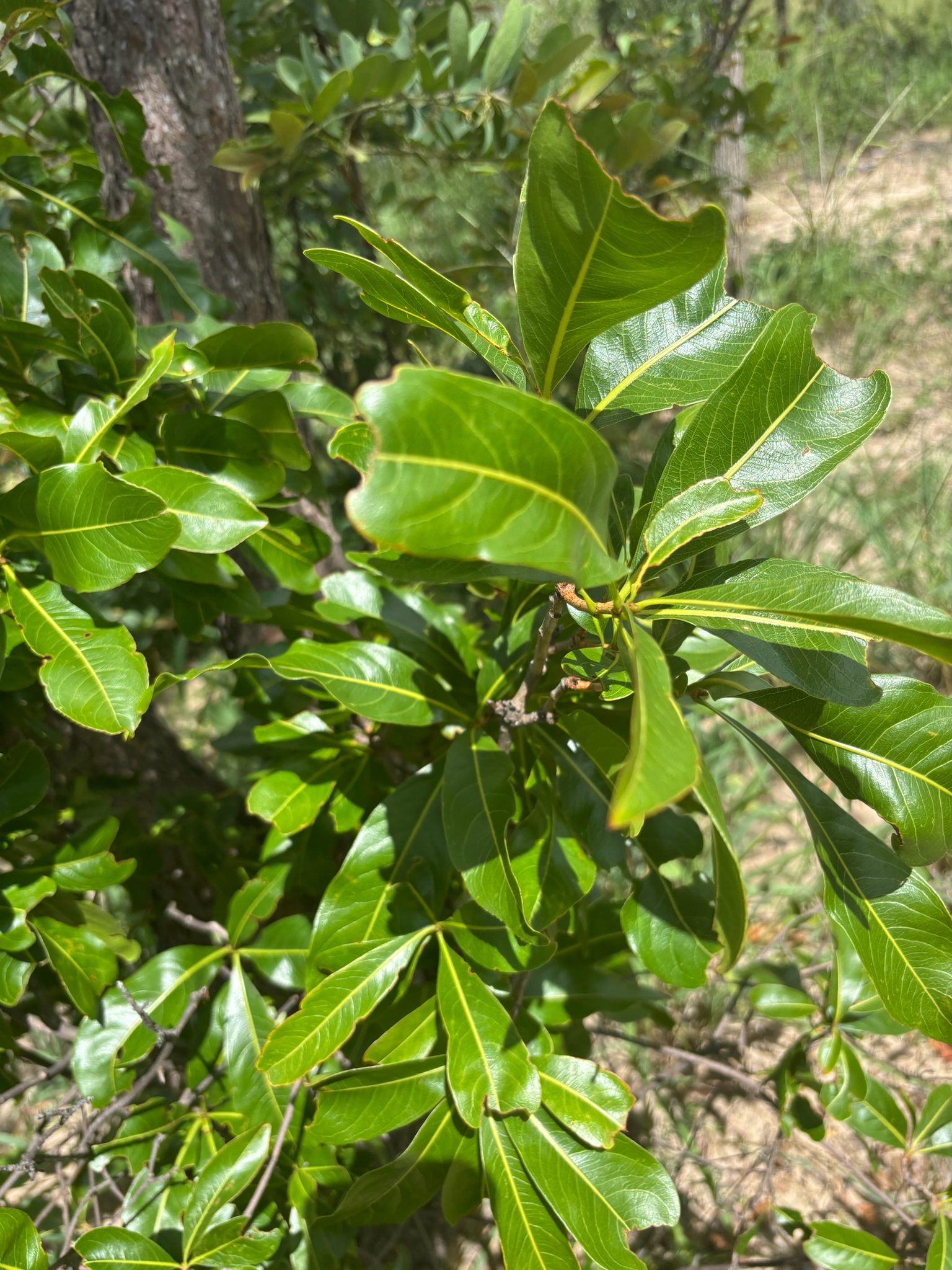 Imagem de Ipê-de-jardim