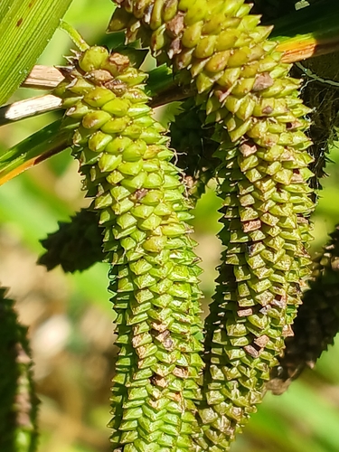 Image of Carex geminata by (c) Leon Perrie, some rights reserved (CC BY)