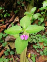 Impatiens minor