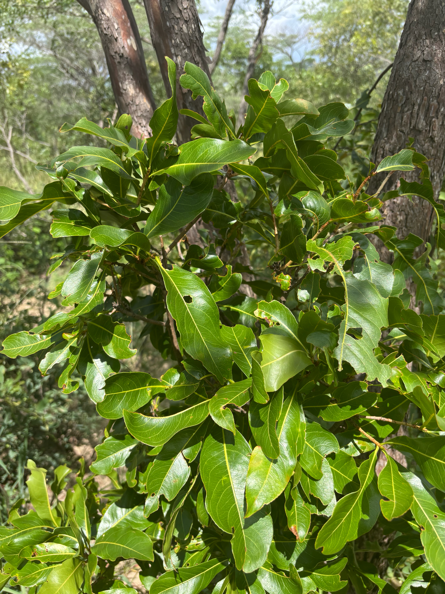 Imagem de Ipê-de-jardim