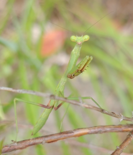 Larger Florida Mantis photo 3