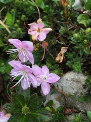 Rhodothamnus chamaecistus