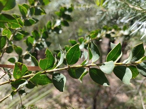 Acacia undulifolia observed 2025-02-21