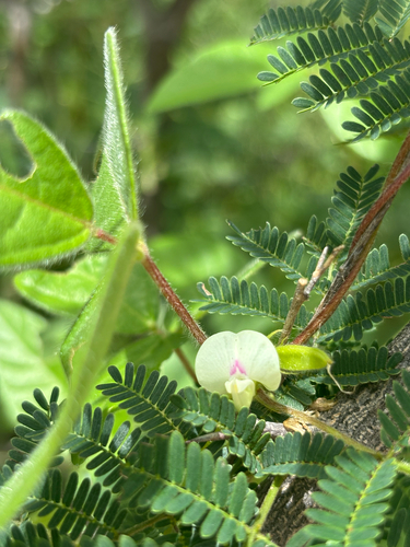 axillaris