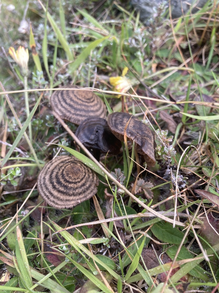 Entoloma perzonatum · February 2025 · photo: © le0nb (iNaturalist, cc0)