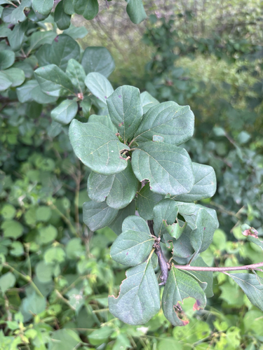 Resin Clusterleaf