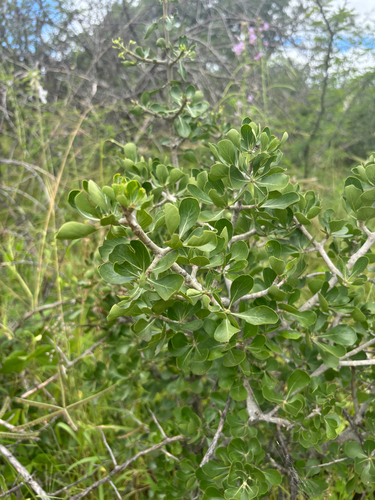Bushveld Gardenia