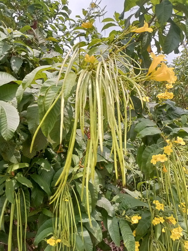 Tecoma castanifolia