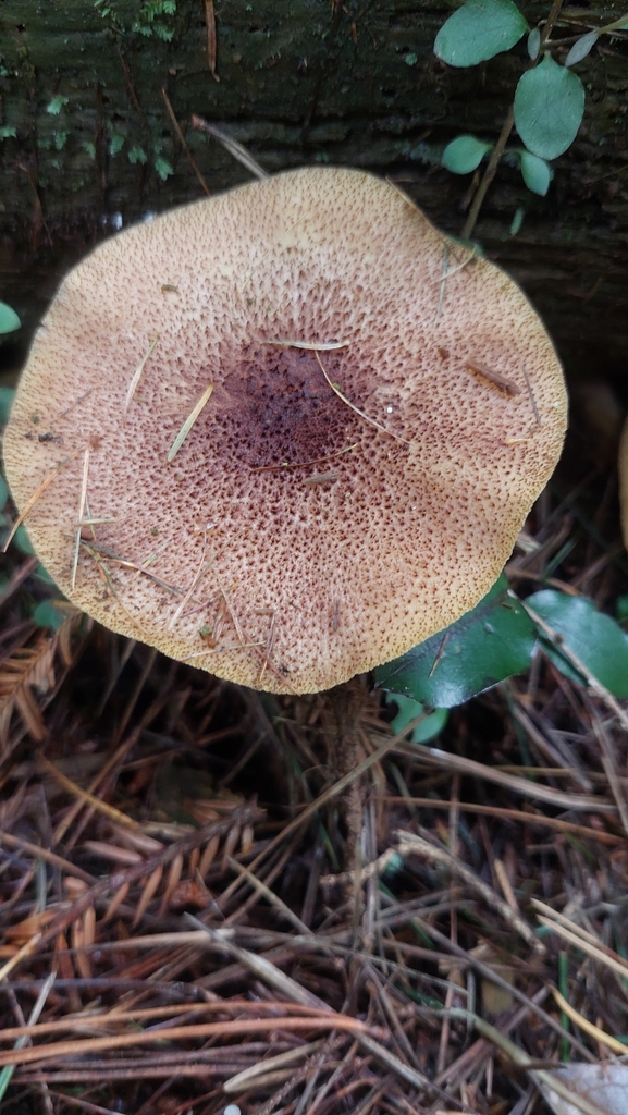 Tricholomopsis ornaticeps · February 2025 · photo: © jasmine532 (iNaturalist, cc0)