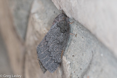 Syssphinx heiligbrodti