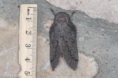 Syssphinx heiligbrodti