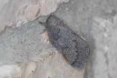 Syssphinx heiligbrodti