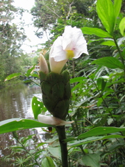 Costus arabicus