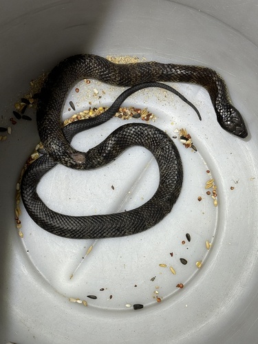 Tiger Snake sighting