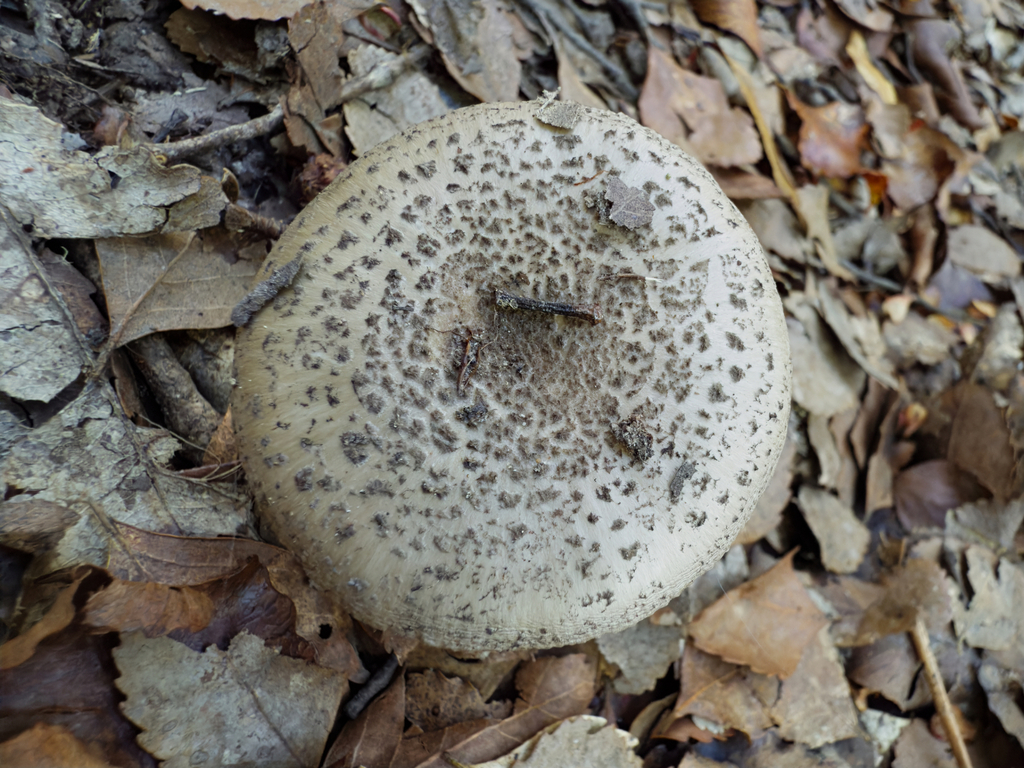 Amanita nothofagi · February 2025 · photo: © jeremy_rolfe (iNaturalist, cc-by)