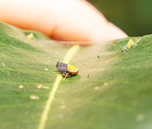 Microtartessus idyia observed 2025-02-22