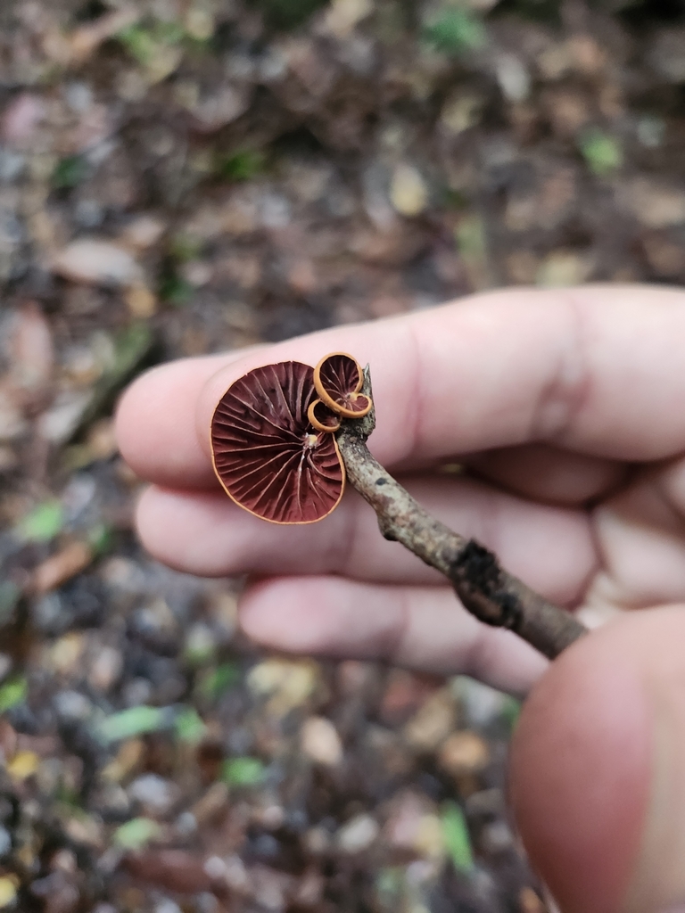 Anthracophyllum archeri · February 2025 · photo: © olliesaurus (iNaturalist, CC)