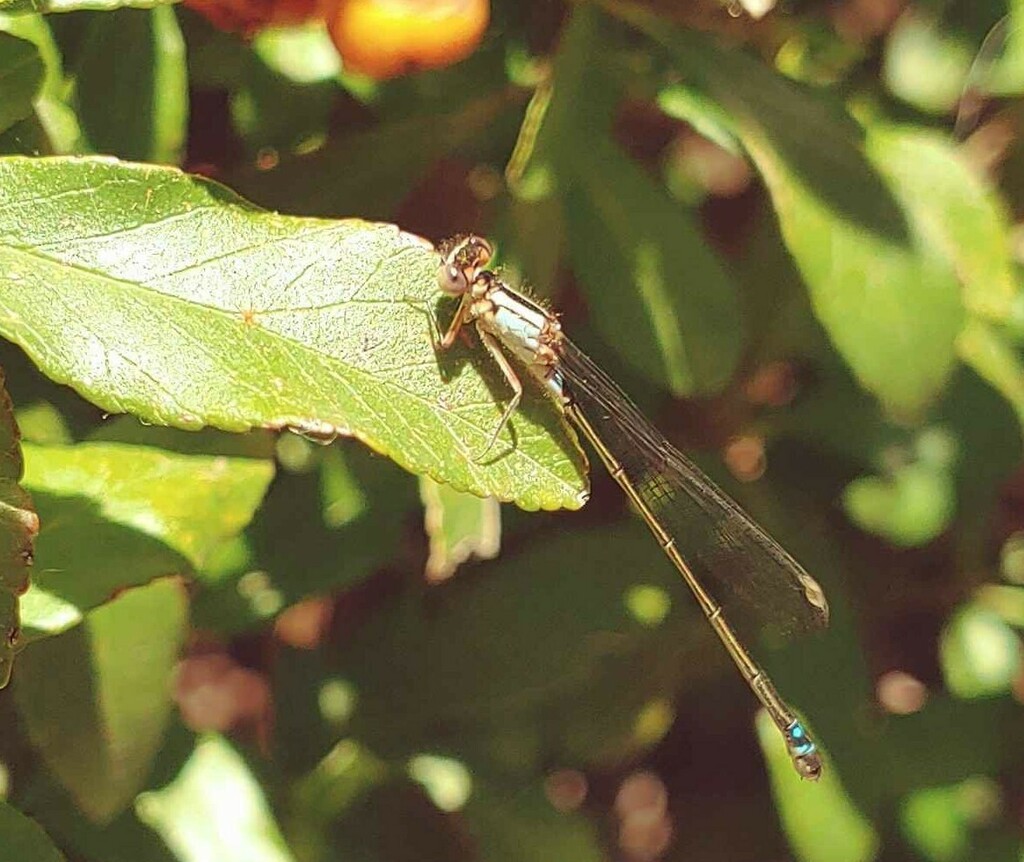 pacific-forktail-from-idyllwild-pine-cove-ca-usa-on-may-26-2024-at