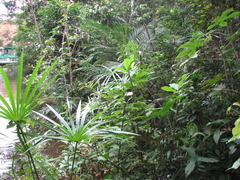 Costus arabicus
