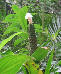 Costus arabicus