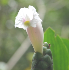 Costus arabicus