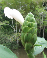 Costus arabicus