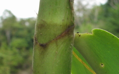 Costus arabicus