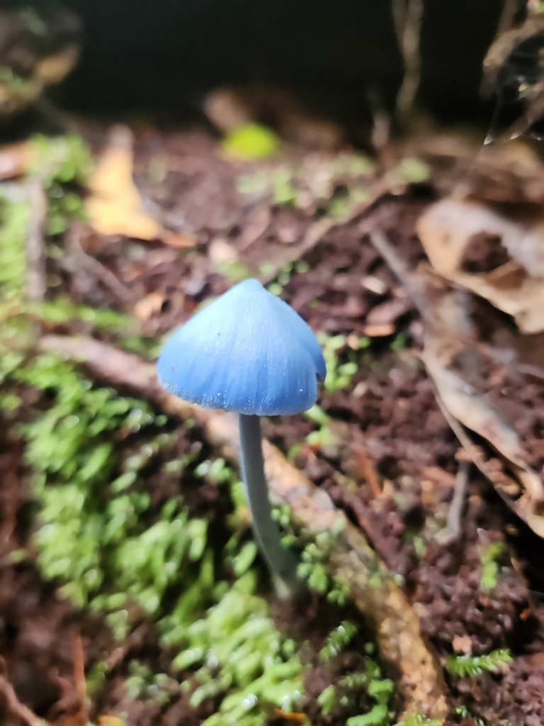 Entoloma virescens · February 2025 · photo: © olliesaurus (iNaturalist, CC)