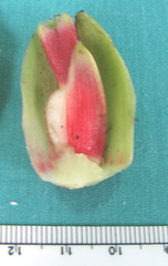 Costus arabicus