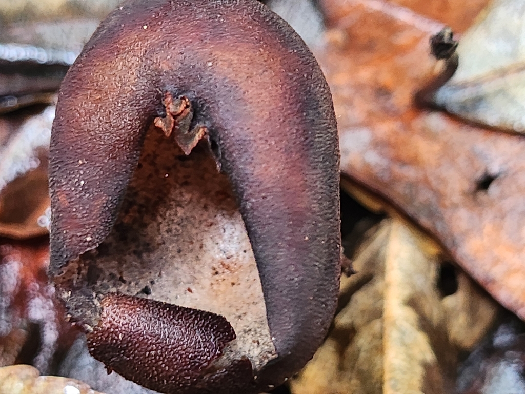 Calostoma fuscum