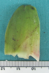 Costus arabicus