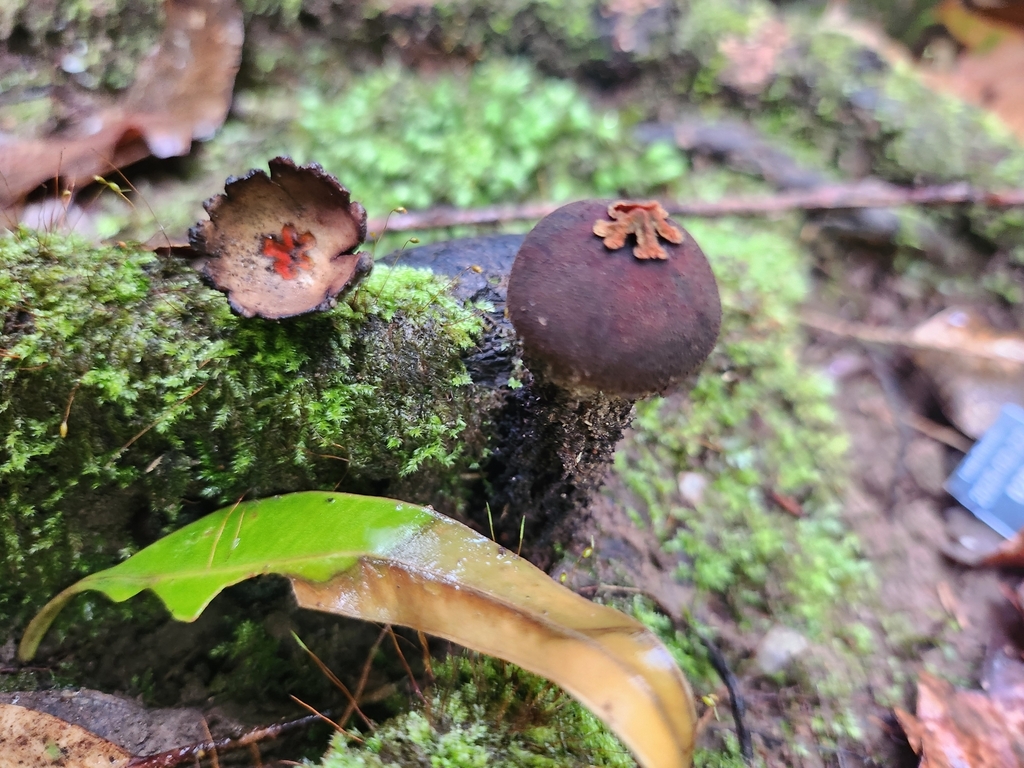 Calostoma fuscum · February 2025 · photo: © olliesaurus (iNaturalist, CC)