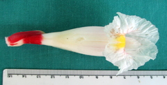 Costus arabicus