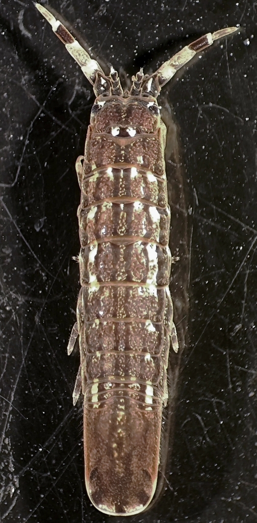 Cleantioides