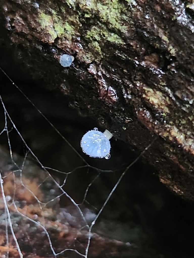 Pruinomycena subcyanocephala · February 2025 · photo: © olliesaurus (iNaturalist, CC)