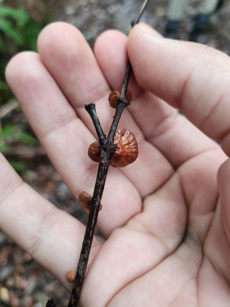 Anthracophyllum archeri · February 2025 · photo: © olliesaurus (iNaturalist, CC)
