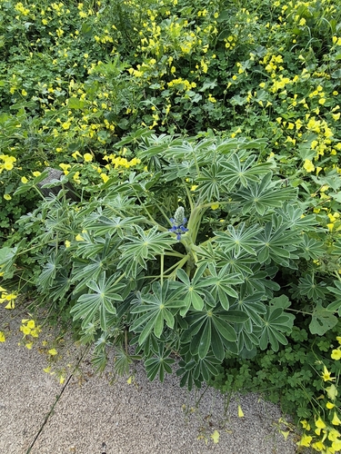 Image of Lupinus cosentinii by (c) Jennifer Fresco, some rights reserved (CC BY)