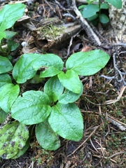 Orthilia secunda