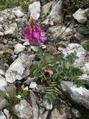 Hedysarum hedysaroides