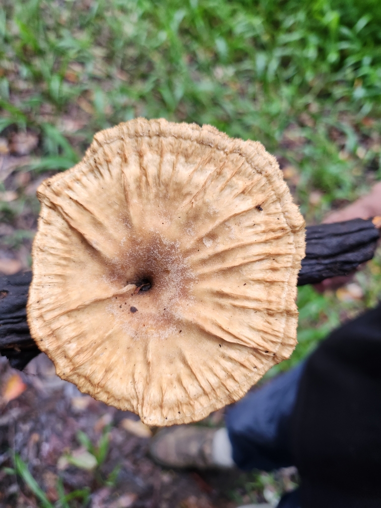 Cymatoderma elegans · February 2025 · photo: © olliesaurus (iNaturalist, CC)