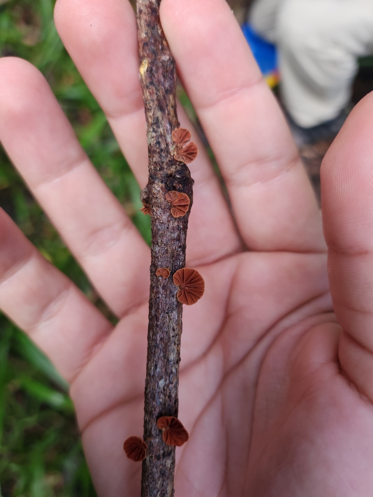 Anthracophyllum archeri · February 2025 · photo: © olliesaurus (iNaturalist, CC)