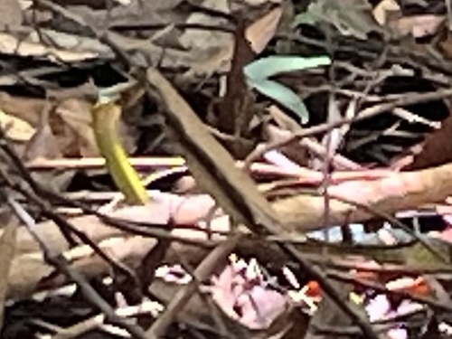 Common Tree Snake sighting